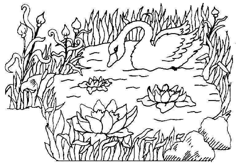 coloriage cygne dans lac